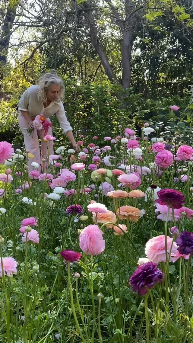 15 Acreage Garden Ideas for Large Land That Works 15 A woman tends to a vibrant garden filled with colorful ranunculus flowers.