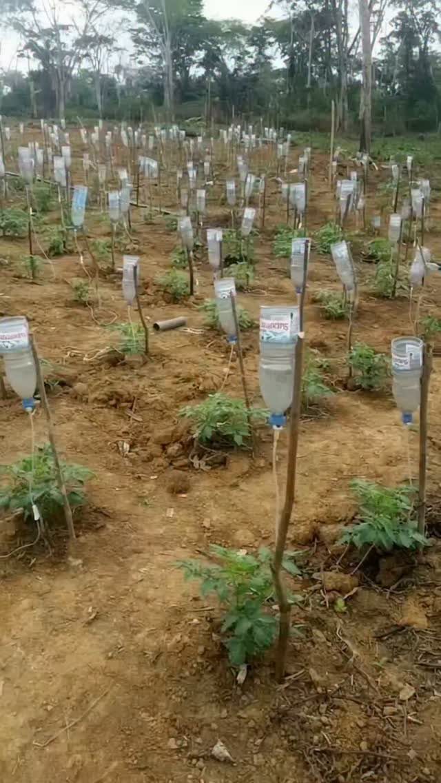 15 Acreage Garden Ideas for Large Land That Works 4 Small green plants in a dirt field being watered by plastic bottle drip irrigation systems.