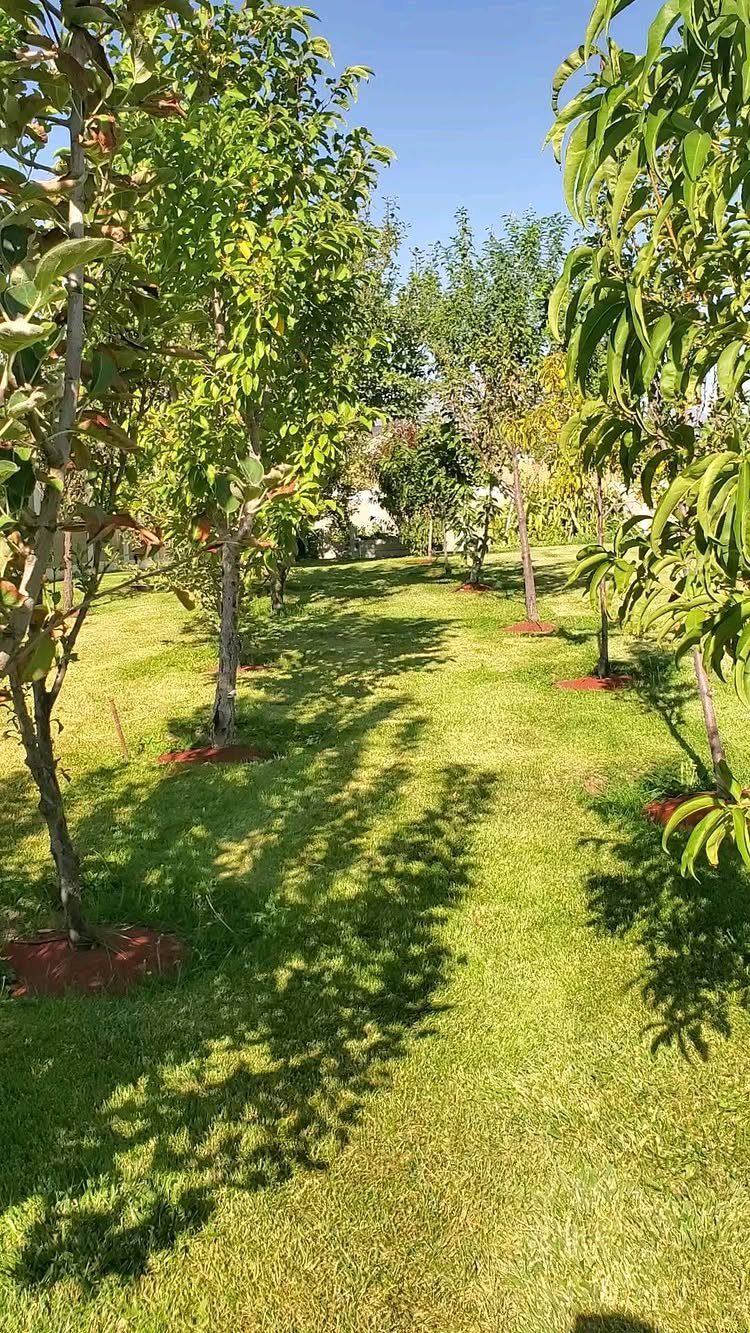15 Acreage Garden Ideas for Large Land That Works 10 Young fruit trees planted in rows across a sunny green lawn with mulch at their bases.