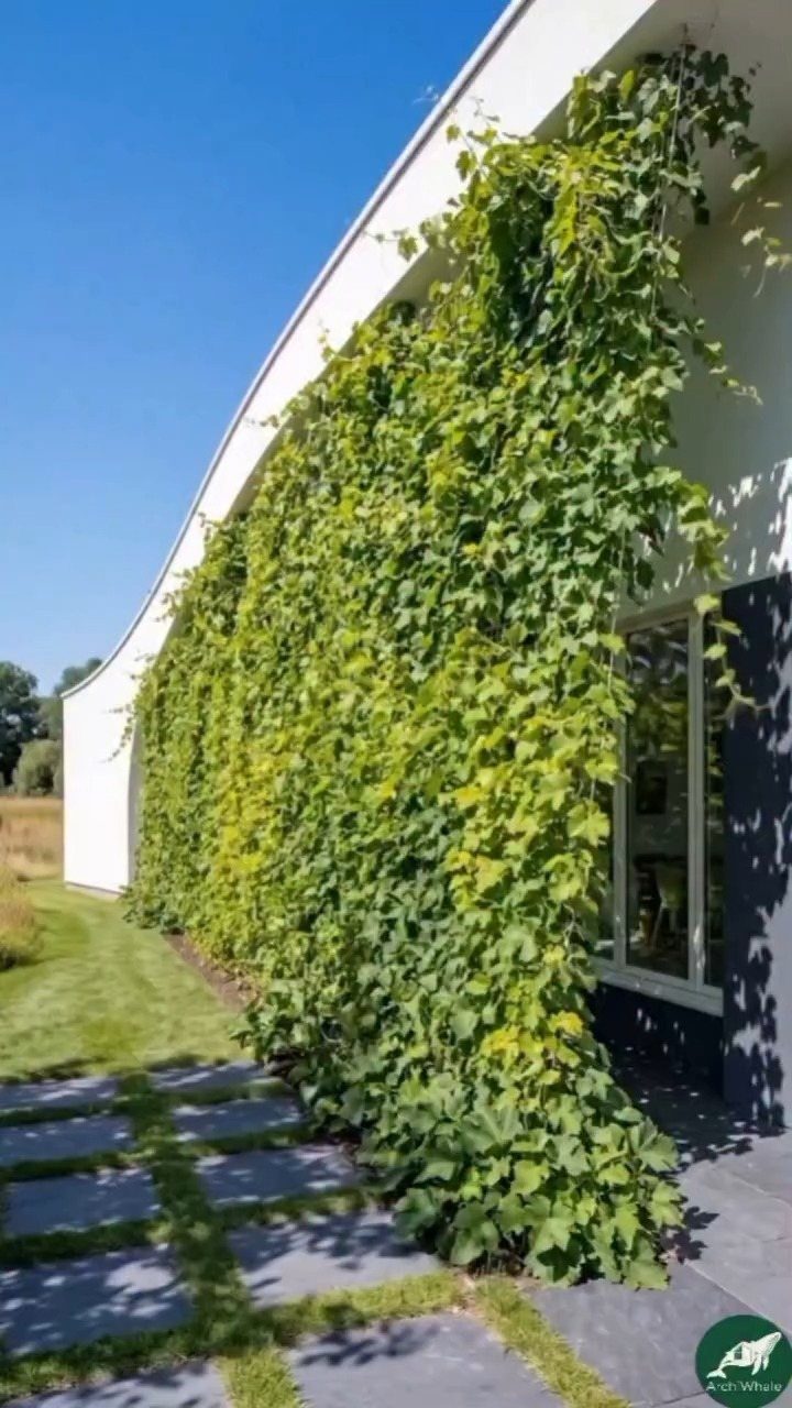 21 Back Garden Ideas from Potagers to Fire Pits 4 Green climbing plants covering a white building wall next to a stone path and lawn.