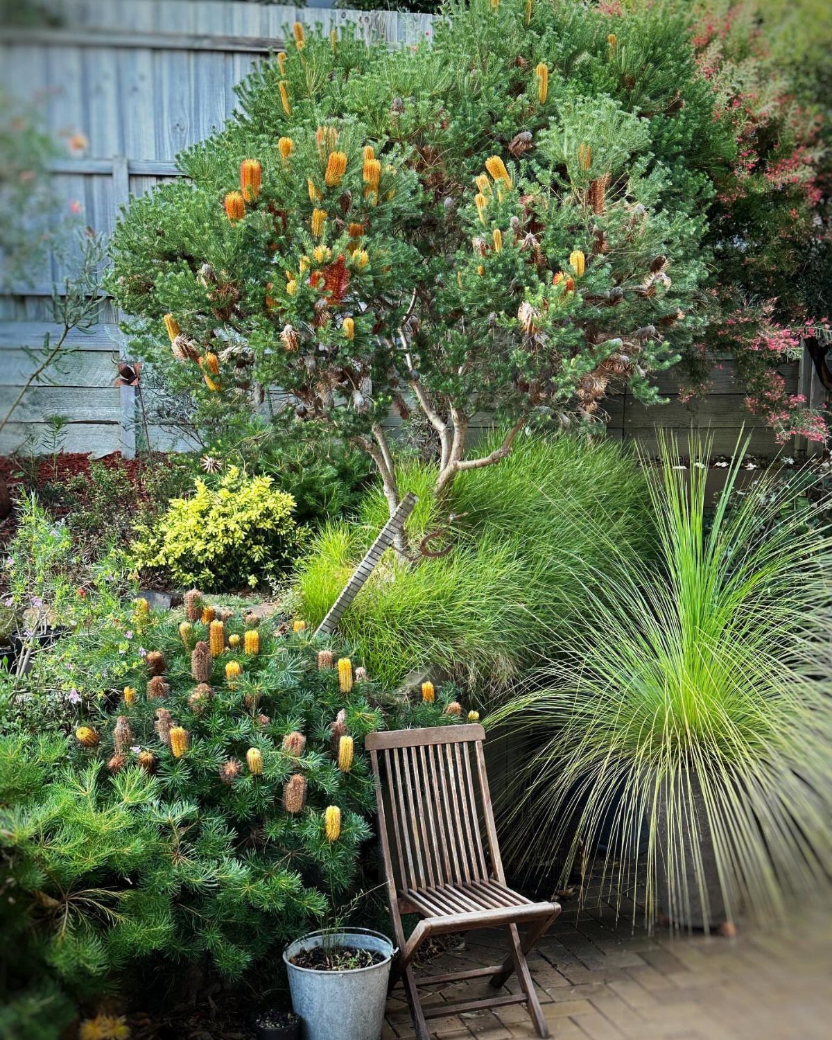 21 Back Garden Ideas from Potagers to Fire Pits 8 Banksia shrubs with orange flower cones and ornamental grasses in a lush backyard garden setting.