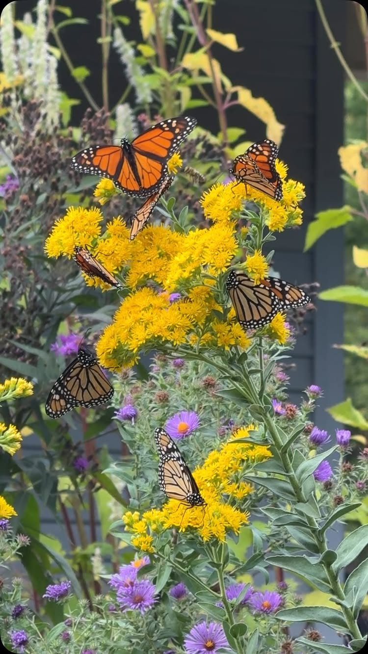 21 Back Garden Ideas from Potagers to Fire Pits 19 Monarch butterflies resting on vibrant yellow flowers and purple wildflowers in a garden.