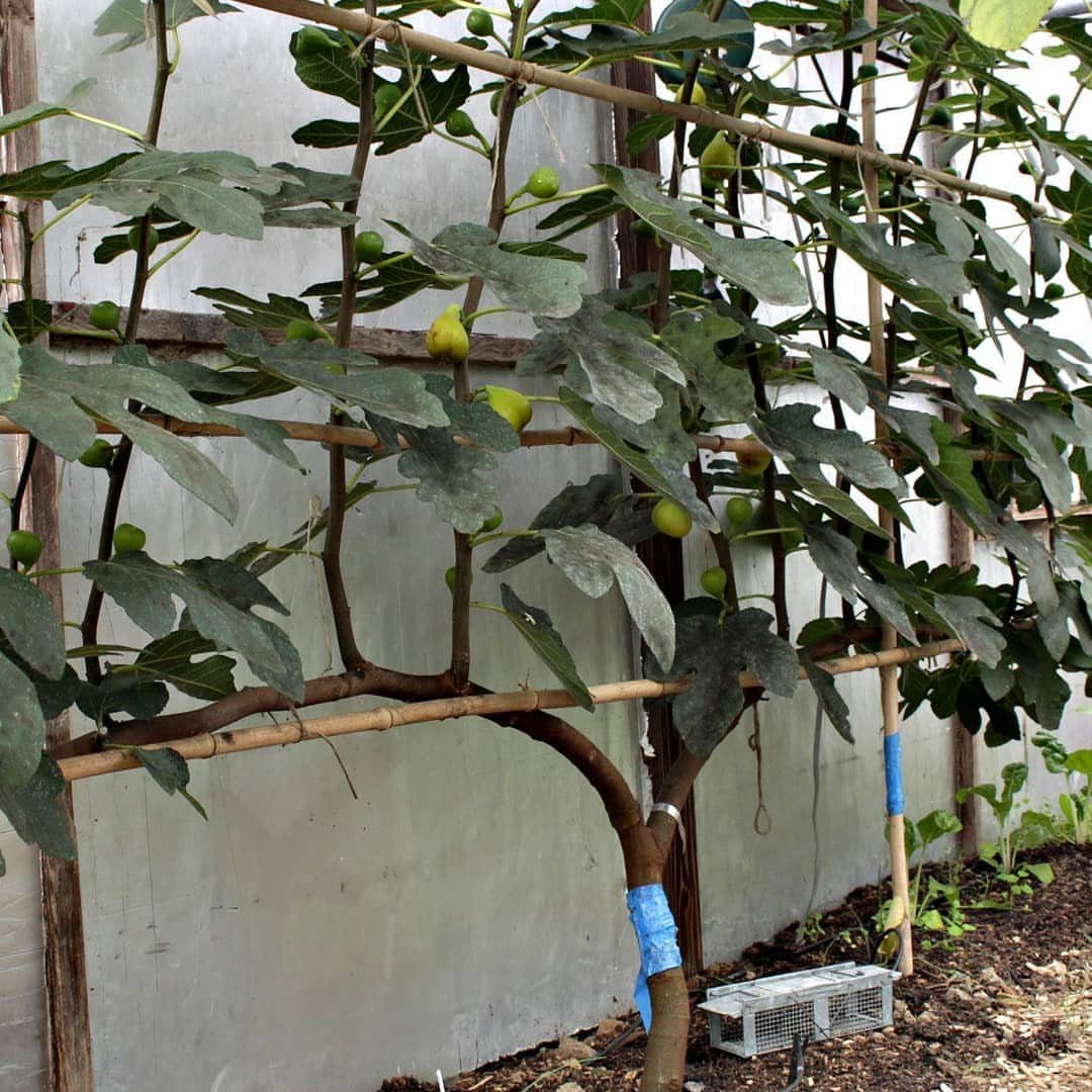 21 Back Garden Ideas from Potagers to Fire Pits 17 A fig tree trained horizontally along a wooden trellis against a grey wall with ripening fruit.