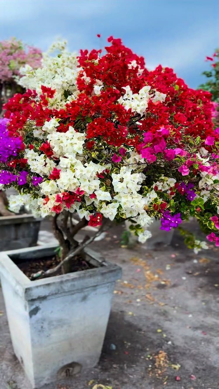 17 Cheap Yard Ideas for a Better Front or Back Garden 12 Vibrant red, white, and magenta flowering shrub in a grey concrete planter.