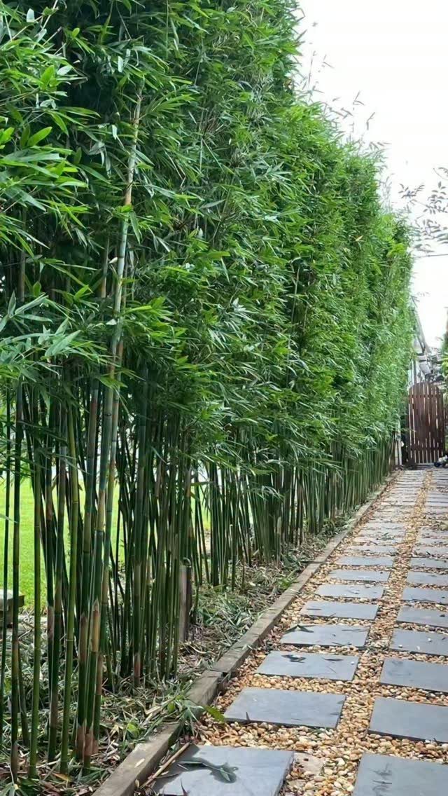 20 Corner Yard Garden Ideas for Any Size Space 20 Tall green bamboo stalks forming a dense privacy screen next to a stone walkway.