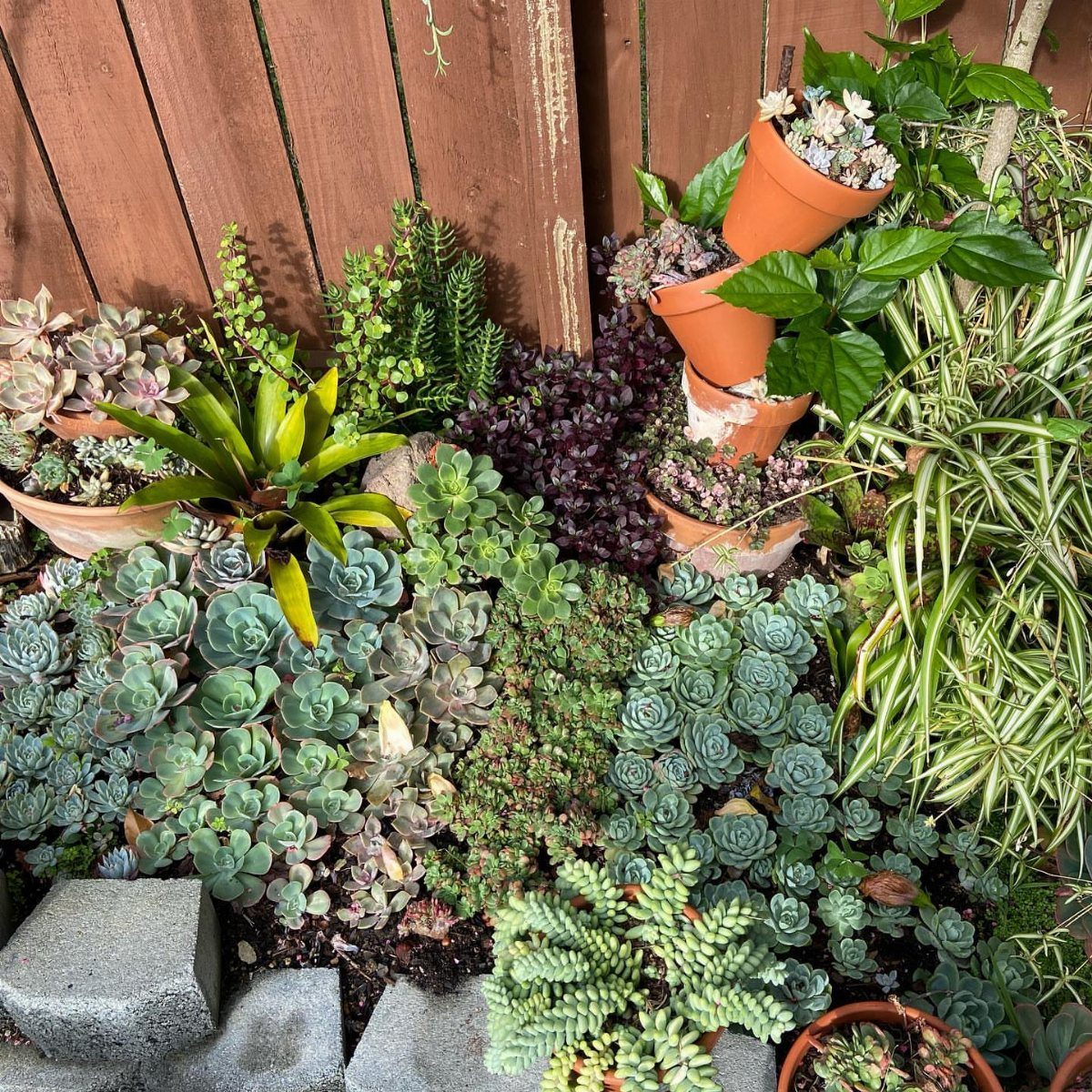20 Corner Yard Garden Ideas for Any Size Space 11 Various green and purple succulents planted in a corner garden with terracotta pots.