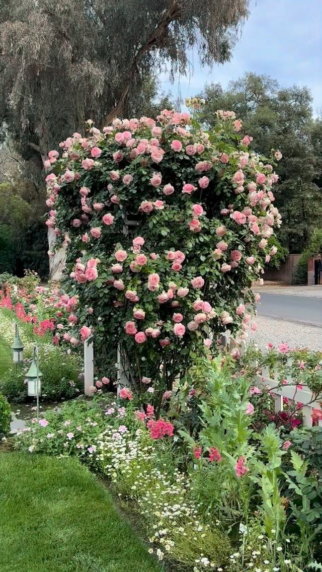 20 Corner Yard Garden Ideas for Any Size Space 17 Pink climbing roses bloom profusely over a garden structure near white flowers and green grass.