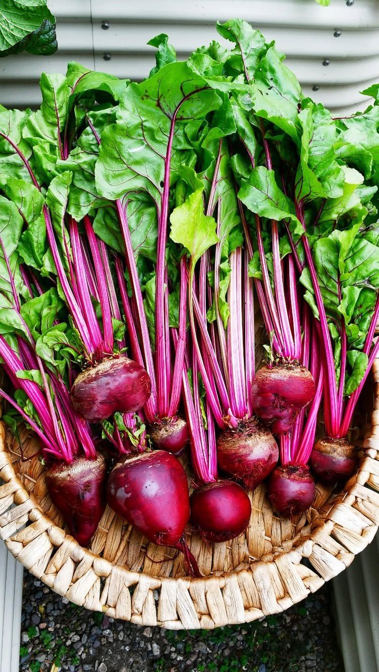 11 Easiest Vegetables to Grow in a Backyard Vegetable Garden 7 Freshly harvested beets with large green leaves and bright red roots in a wicker basket.