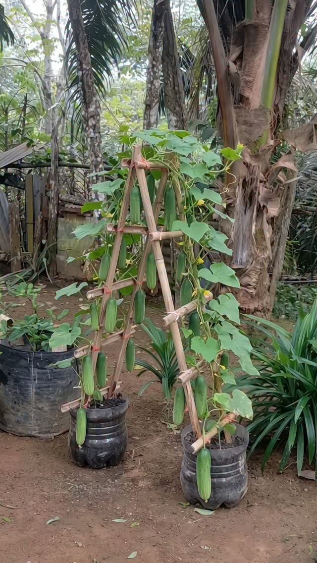 11 Easiest Vegetables to Grow in a Backyard Vegetable Garden 3 Green cucumbers growing on a bamboo trellis supported by black plastic containers in a garden.