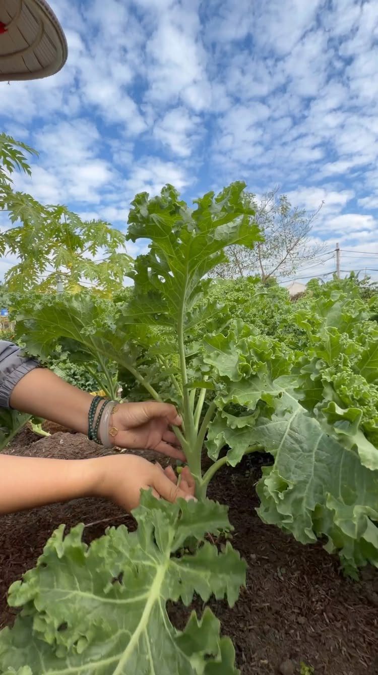 11 Easiest Vegetables to Grow in a Backyard Vegetable Garden 9 Hands touching a large green kale plant growing in a garden under a cloudy sky.