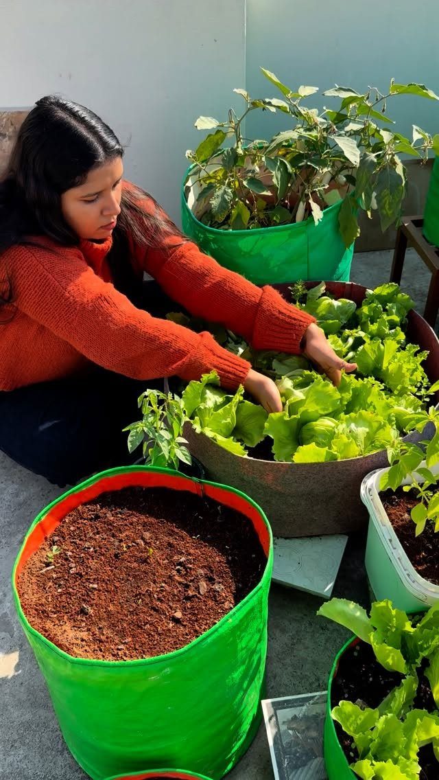 11 Easiest Vegetables to Grow in a Backyard Vegetable Garden 4 A woman tending to bright green lettuce growing in large green fabric planters outdoors.