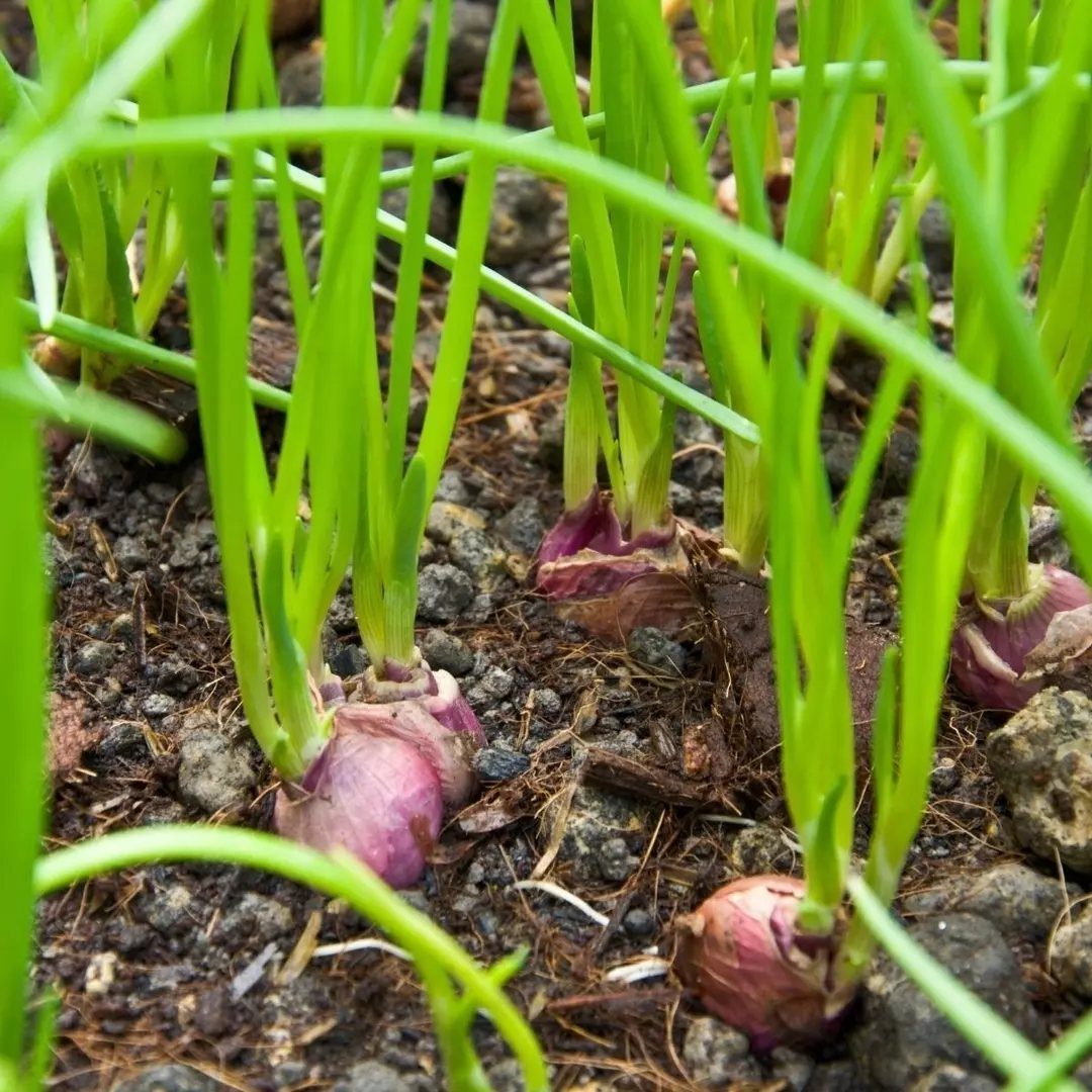 11 Easiest Vegetables to Grow in a Backyard Vegetable Garden 8 Small red onions with green sprouts growing in dark, rocky garden soil.