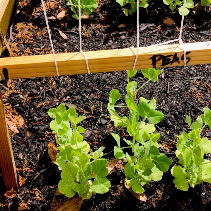 11 Easiest Vegetables to Grow in a Backyard Vegetable Garden 11 Green pea plants growing in dark mulch inside a wooden raised garden bed with support strings.