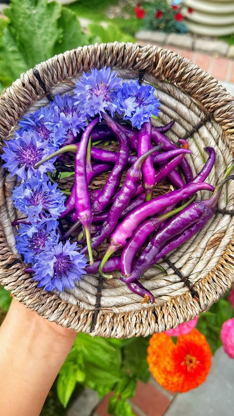 11 Easiest Vegetables to Grow in a Backyard Vegetable Garden 6 Purple chili peppers and blue cornflowers held in a woven basket outdoors.