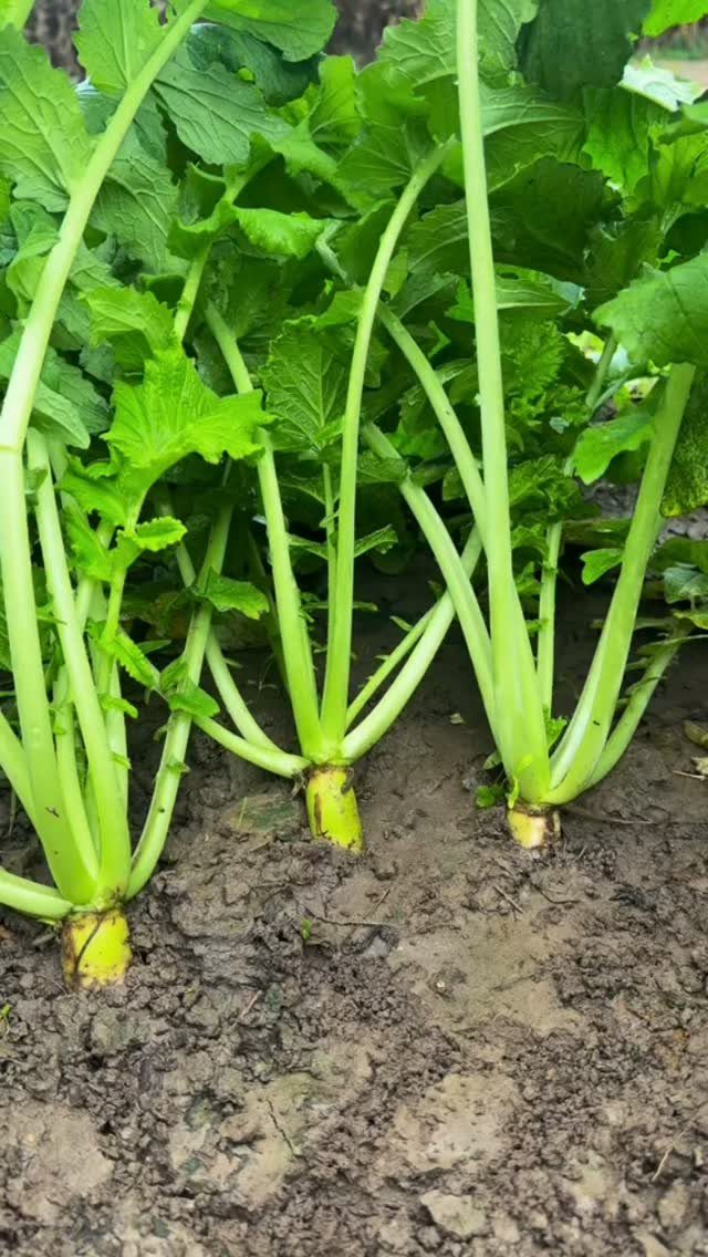 11 Easiest Vegetables to Grow in a Backyard Vegetable Garden 5 Green radish plants with visible red bulbs growing in dark garden soil.