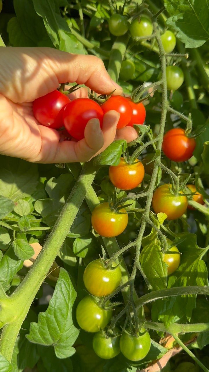 11 Easiest Vegetables to Grow in a Backyard Vegetable Garden 1 A hand picking ripe red cherry tomatoes from a lush green garden vine.