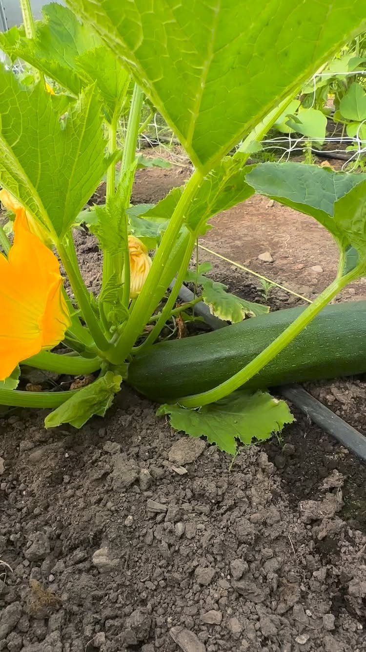 11 Easiest Vegetables to Grow in a Backyard Vegetable Garden 2 A large green zucchini growing on a plant with yellow flowers in garden soil.