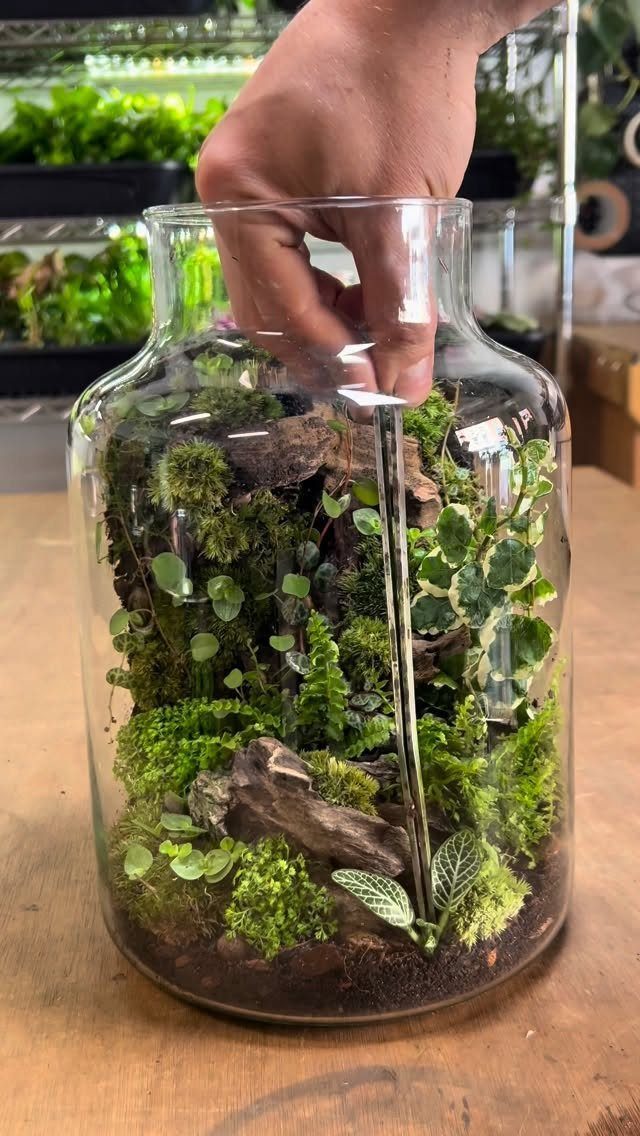 9 Easy DIY Planter Ideas for Wood, Upcycled & Clay Projects 9 A hand holding a large glass jar filled with a green moss terrarium.