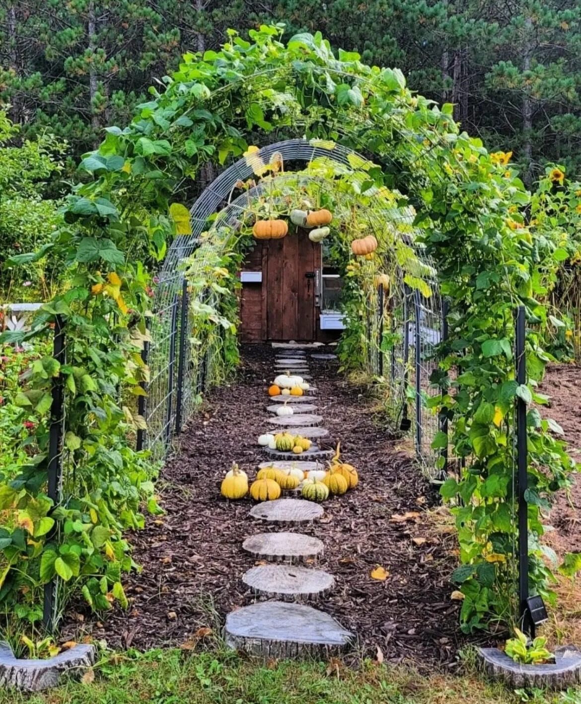 Garden Tunnel Ideas: 8 Ways to Frame Your Growing Space 3 A cattle panel garden tunnel covered in green vines and hanging orange pumpkins over a path.