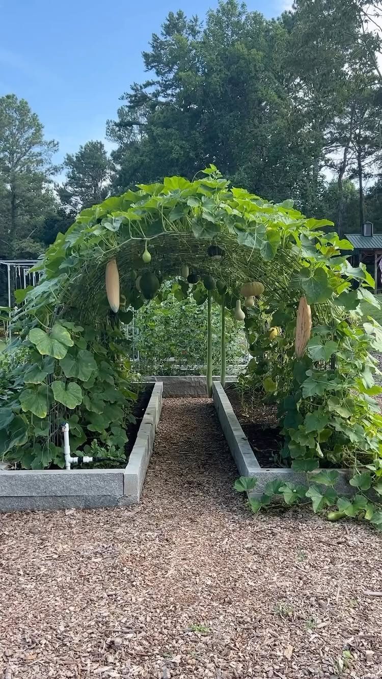Garden Tunnel Ideas: 8 Ways to Frame Your Growing Space 7 A green vegetable tunnel arching over a garden path with hanging gourds and melons.