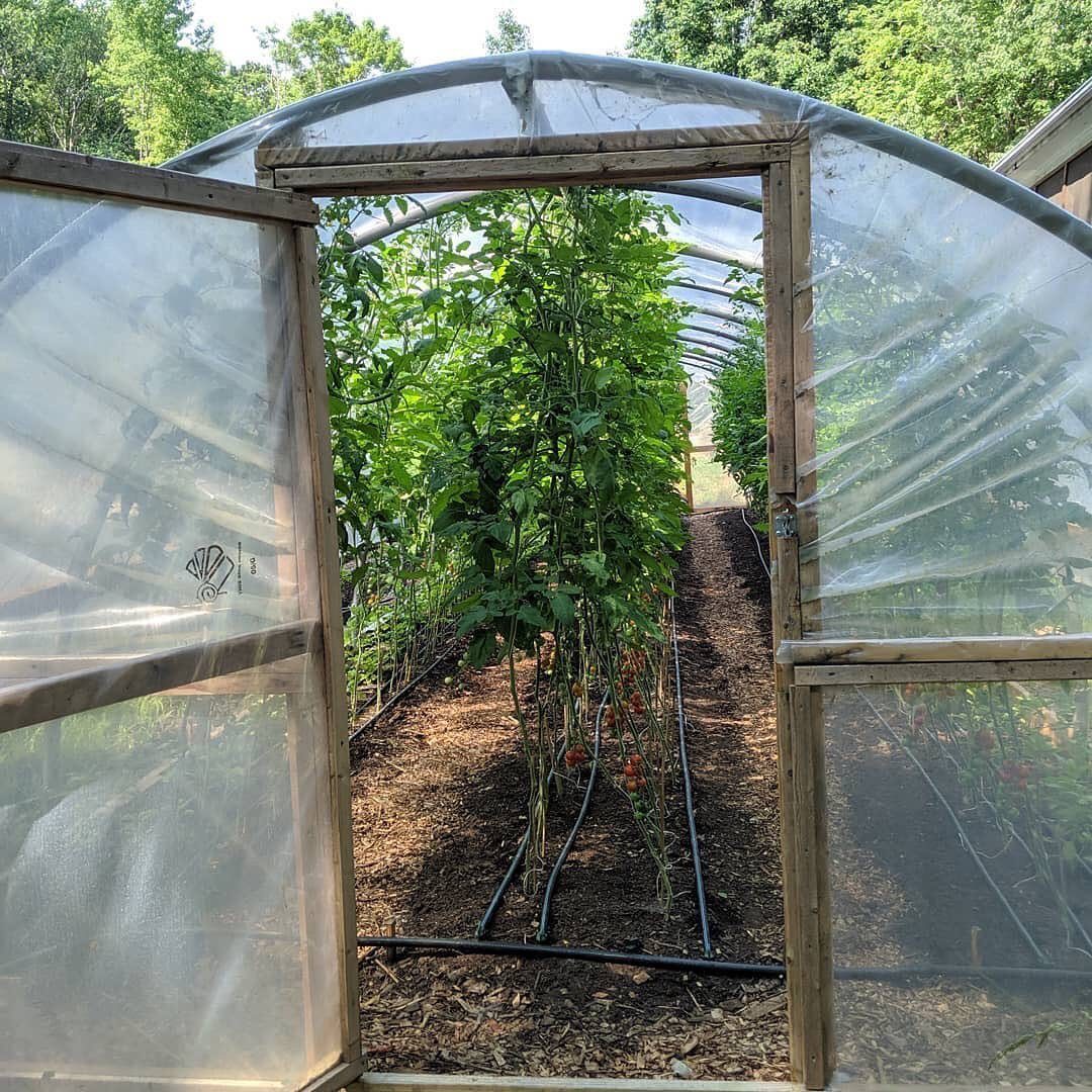 Garden Tunnel Ideas: 8 Ways to Frame Your Growing Space 2 Tall green tomato plants growing inside a large wooden framed high tunnel greenhouse.