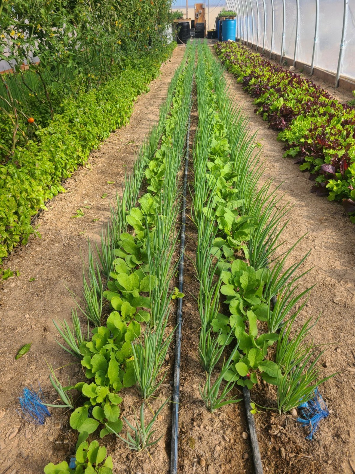Garden Tunnel Ideas: 8 Ways to Frame Your Growing Space 6 Rows of green vegetables and scallions growing in long dirt beds under a high tunnel structure.