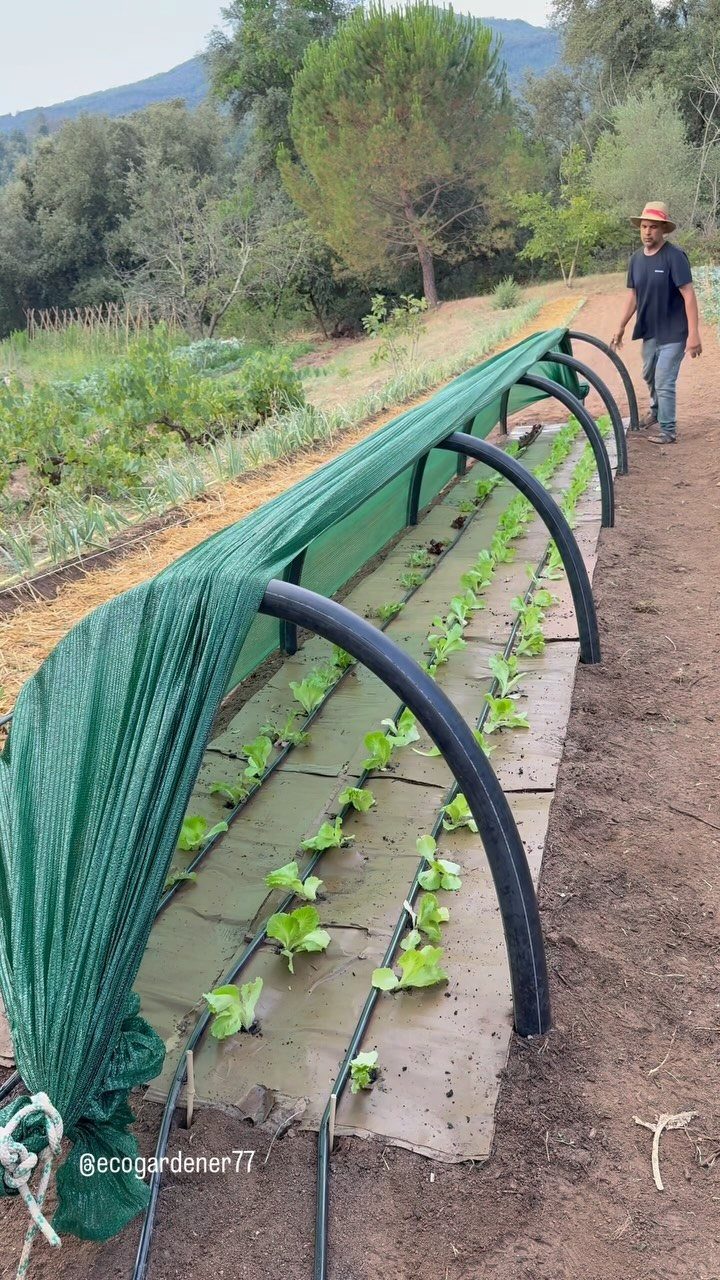 Garden Tunnel Ideas: 8 Ways to Frame Your Growing Space 1 A low garden tunnel with green mesh netting covering rows of small plants in a garden bed.
