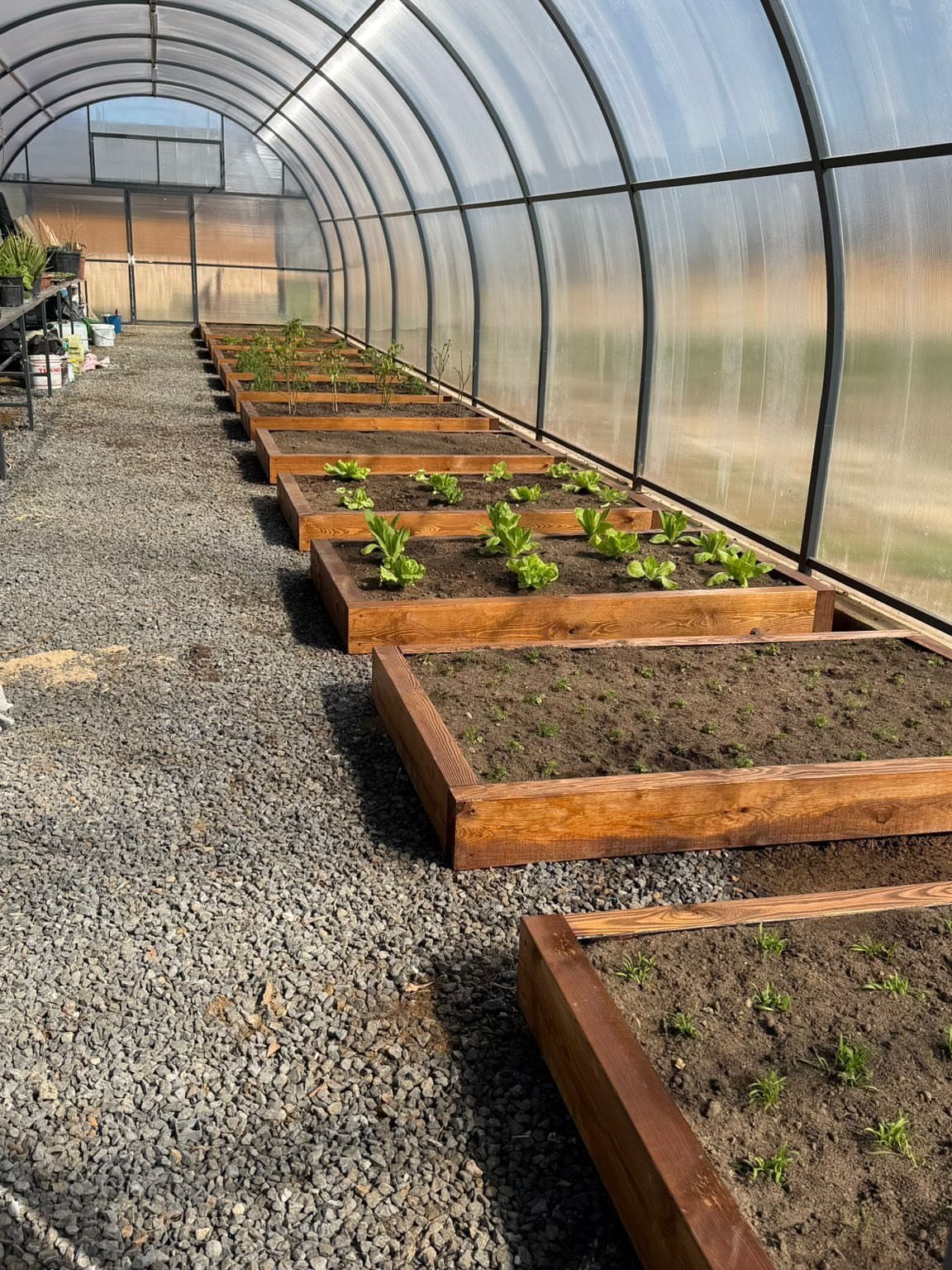 Garden Tunnel Ideas: 8 Ways to Frame Your Growing Space 5 Wooden raised garden beds with young plants arranged inside a large arched high tunnel greenhouse.
