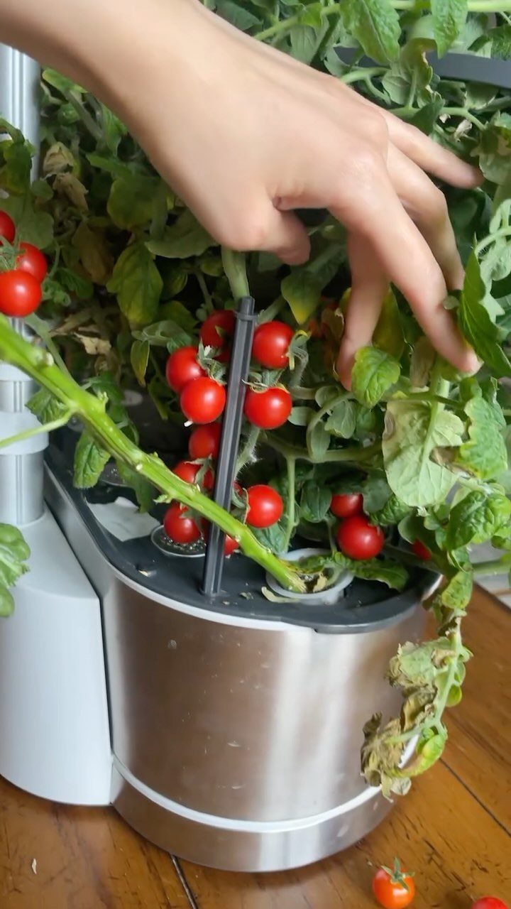 8 Foods for Growing Indoors: From Herbs to Hydroponic Tomatoes 7 A hand reaches into a lush hydroponic indoor garden filled with green leaves and ripe red cherry tomatoes.