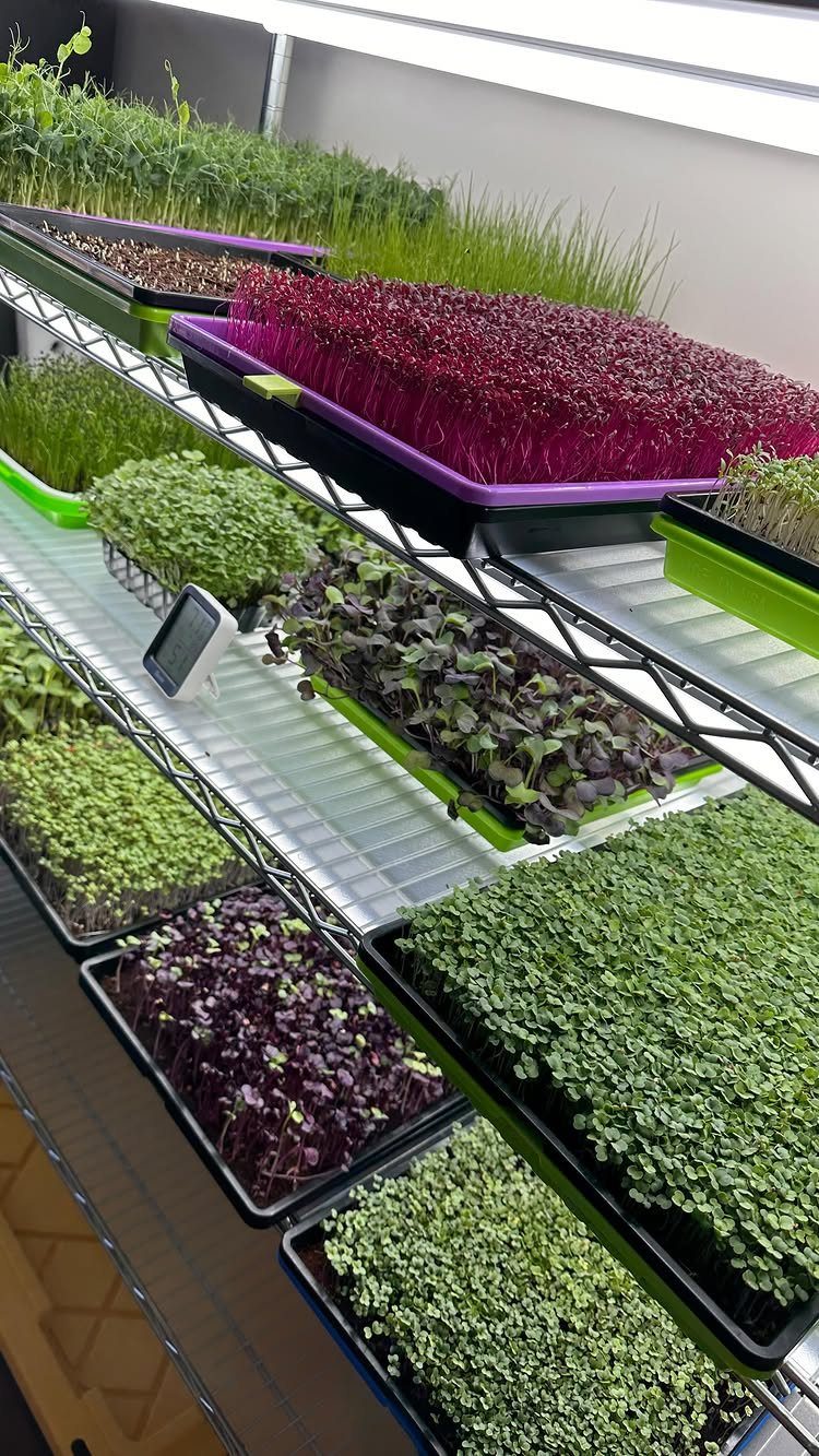 8 Foods for Growing Indoors: From Herbs to Hydroponic Tomatoes 3 Trays of vibrant green and purple microgreens growing on wire shelves under bright indoor lights.