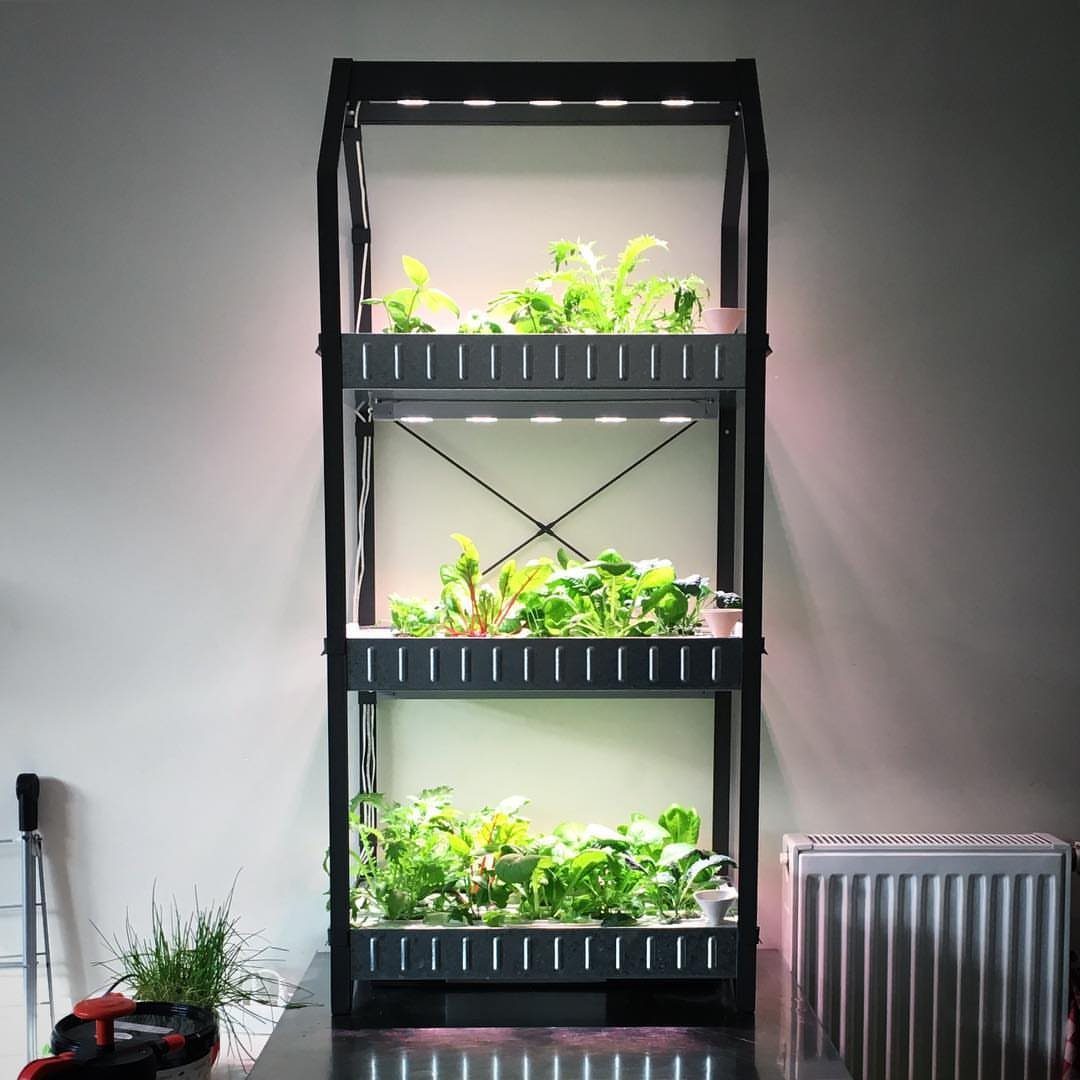 8 Foods for Growing Indoors: From Herbs to Hydroponic Tomatoes 8 A black three-tier indoor hydroponic shelf system with bright LED lights growing green leafy plants.