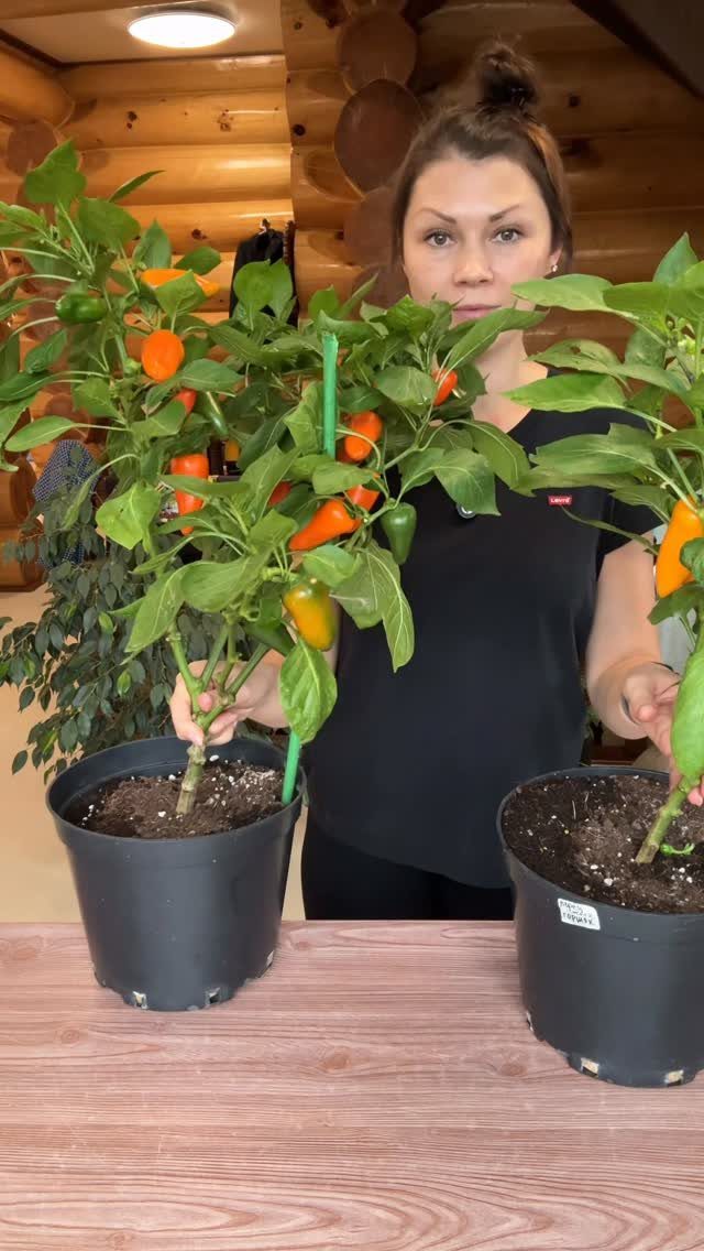 8 Foods for Growing Indoors: From Herbs to Hydroponic Tomatoes 2 A woman holding two potted pepper plants with various colored peppers growing on them.