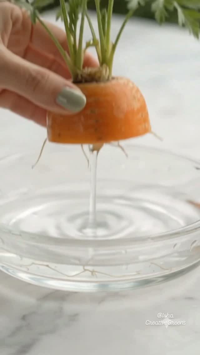 8 Foods for Growing Indoors: From Herbs to Hydroponic Tomatoes 5 A hand holding a carrot slice with green tops over a glass bowl of water.