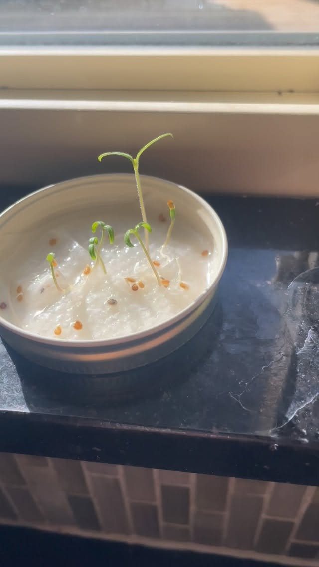 8 Foods for Growing Indoors: From Herbs to Hydroponic Tomatoes 6 Small green seedlings sprouting from wet paper towels inside a metal tin on a windowsill.