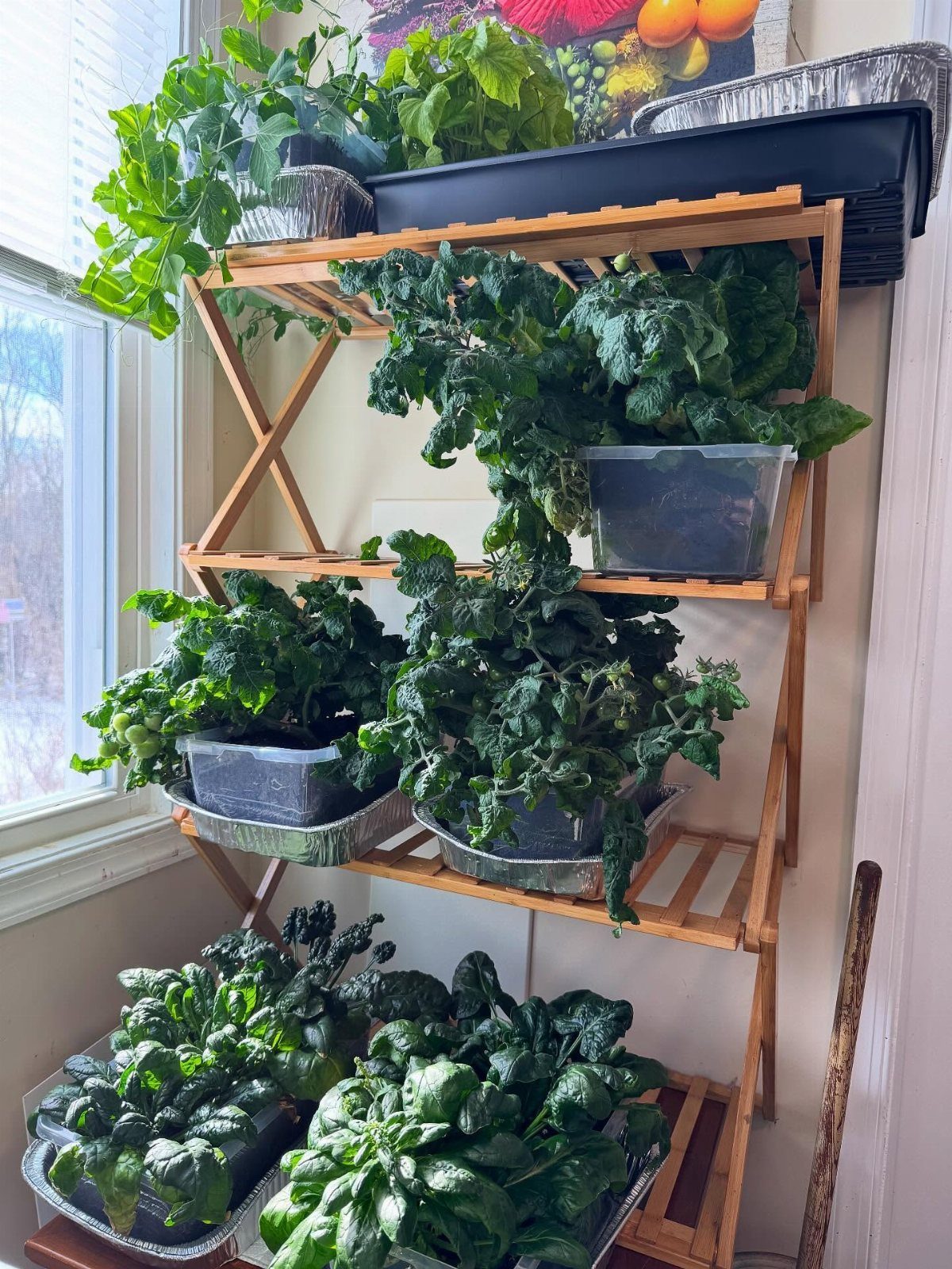 8 Foods for Growing Indoors: From Herbs to Hydroponic Tomatoes 4 Green leafy vegetables growing in containers on a wooden tiered shelf by a window.