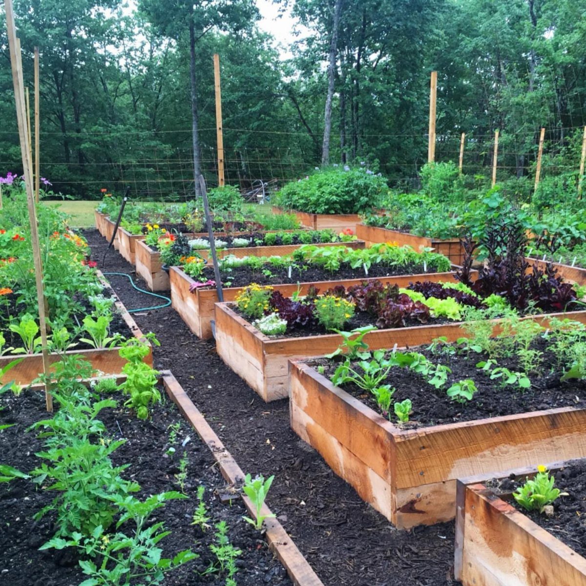 15 Huge Garden Design Ideas for Birds, Light, Night Paths and Still Water 5 Wooden raised garden beds filled with green plants arranged in organized rows outdoors.