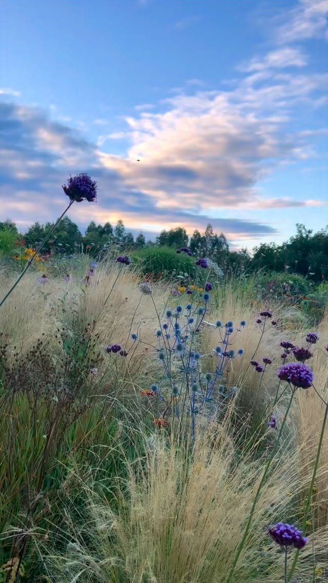 15 Huge Garden Design Ideas for Birds, Light, Night Paths and Still Water 3 Ornamental grasses and purple wildflowers swaying in a lush, meadow-like garden under a cloudy sky.