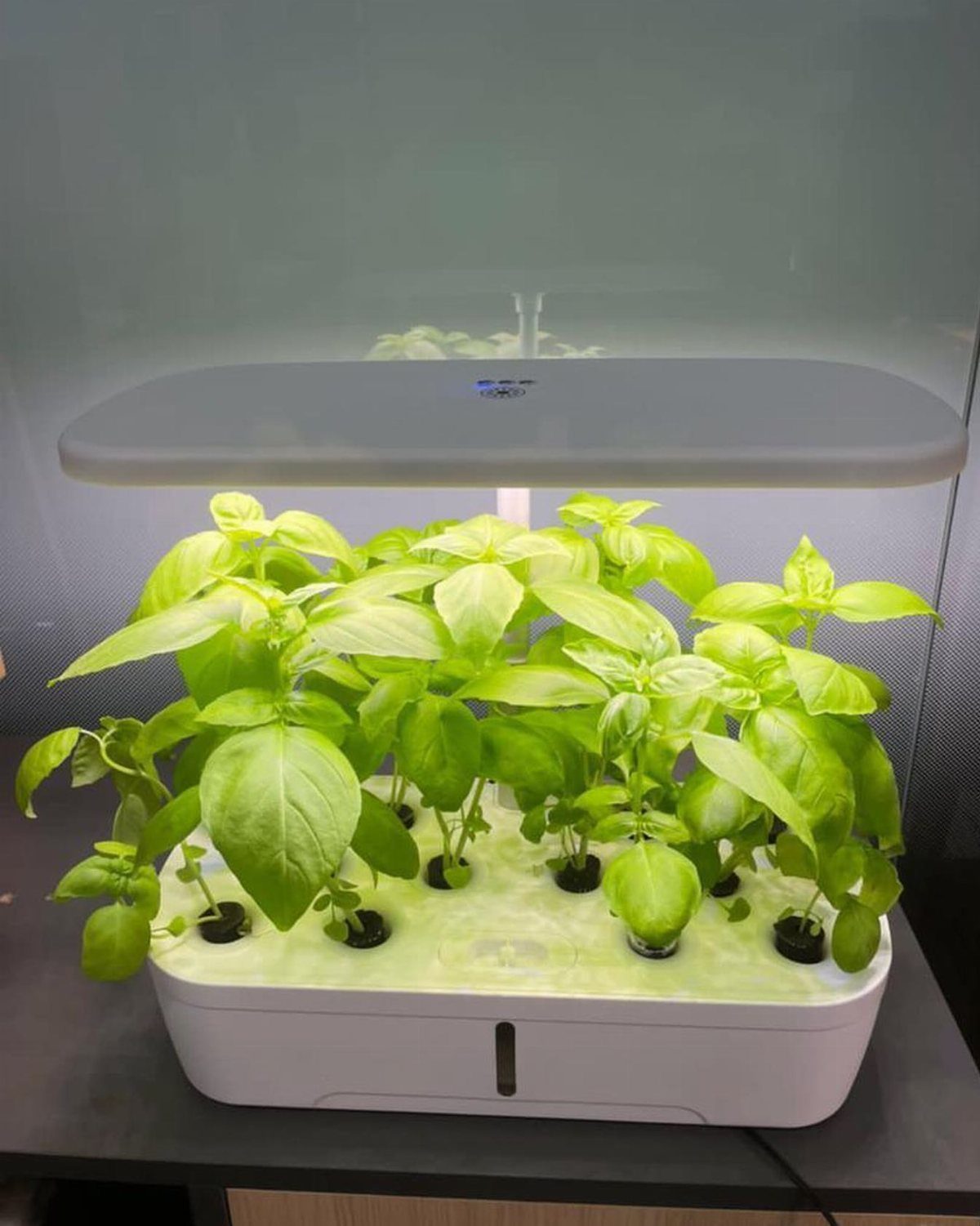 11 Indoor Green House Room Ideas for Every Budget 11 Green basil plants growing in a white hydroponic indoor garden system under a bright LED light.