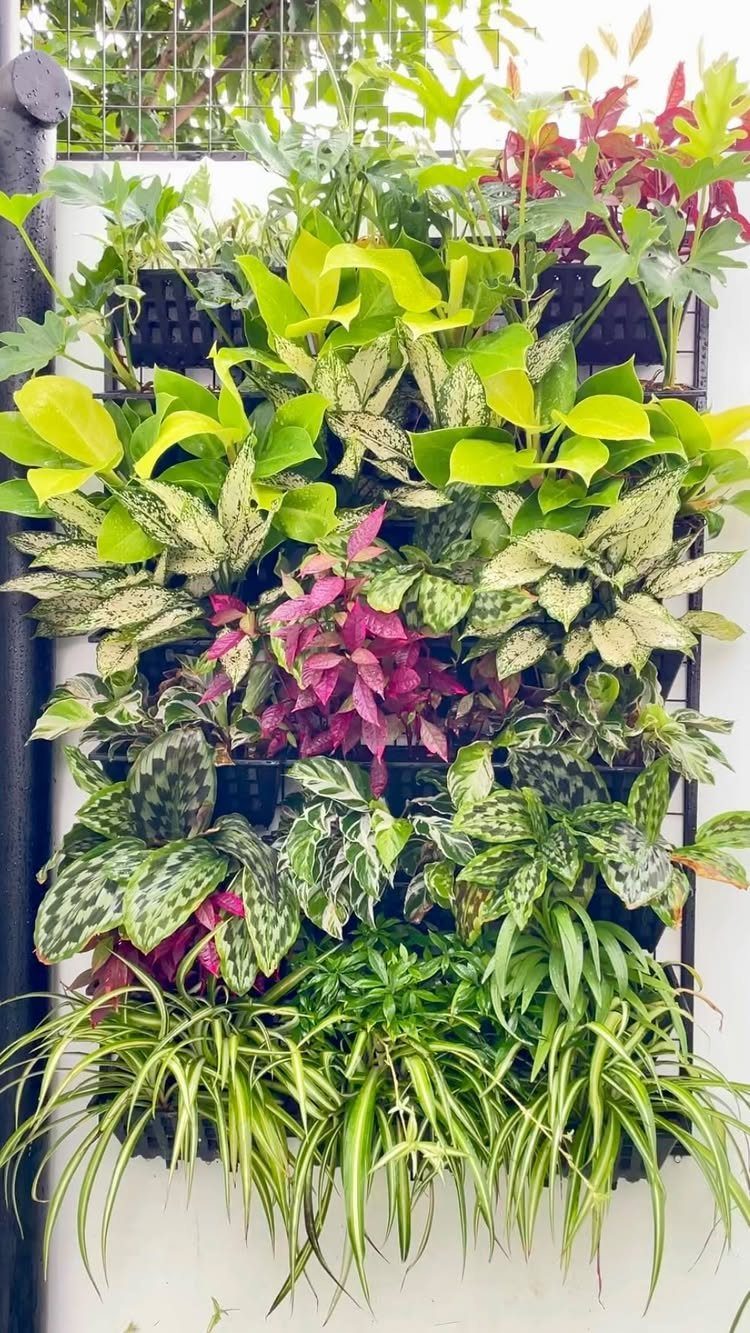 11 Indoor Green House Room Ideas for Every Budget 6 A vertical wall garden filled with diverse green and colorful tropical plants in black planters.
