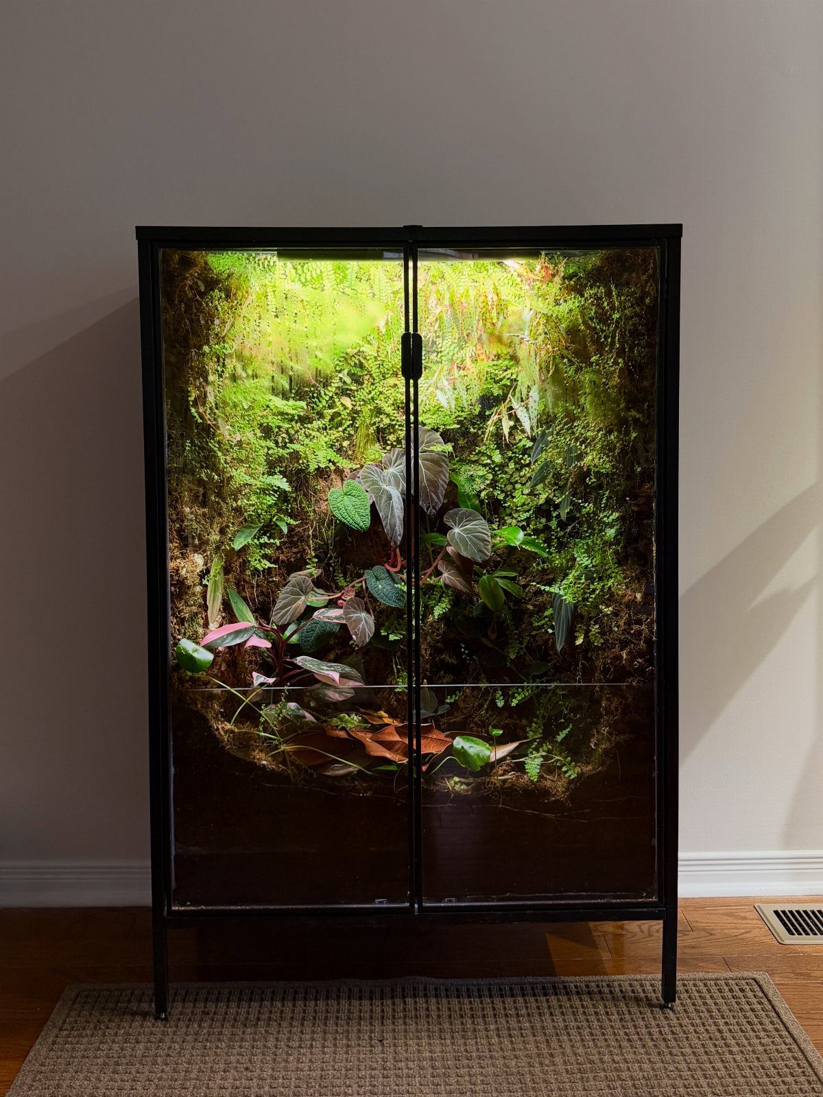 11 Indoor Green House Room Ideas for Every Budget 1 A black glass cabinet filled with lush green plants and moss illuminated by internal lights.