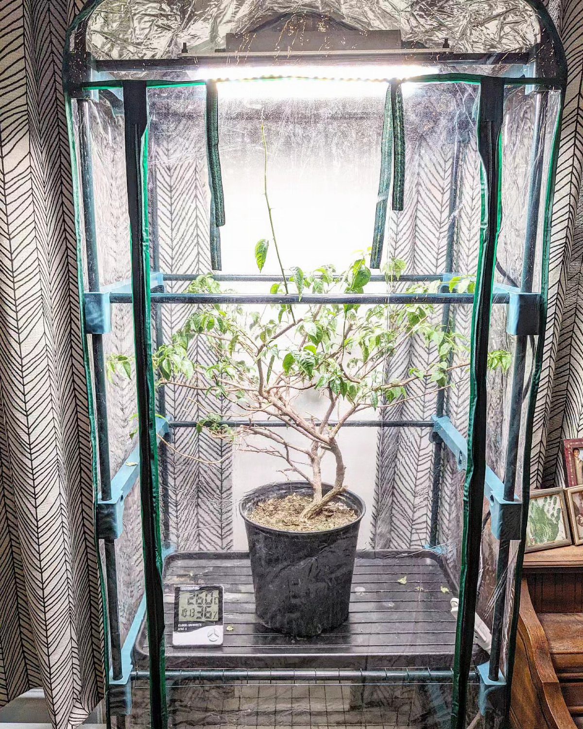 11 Indoor Green House Room Ideas for Every Budget 10 A potted plant growing inside a small, black indoor grow tent with a bright overhead light.