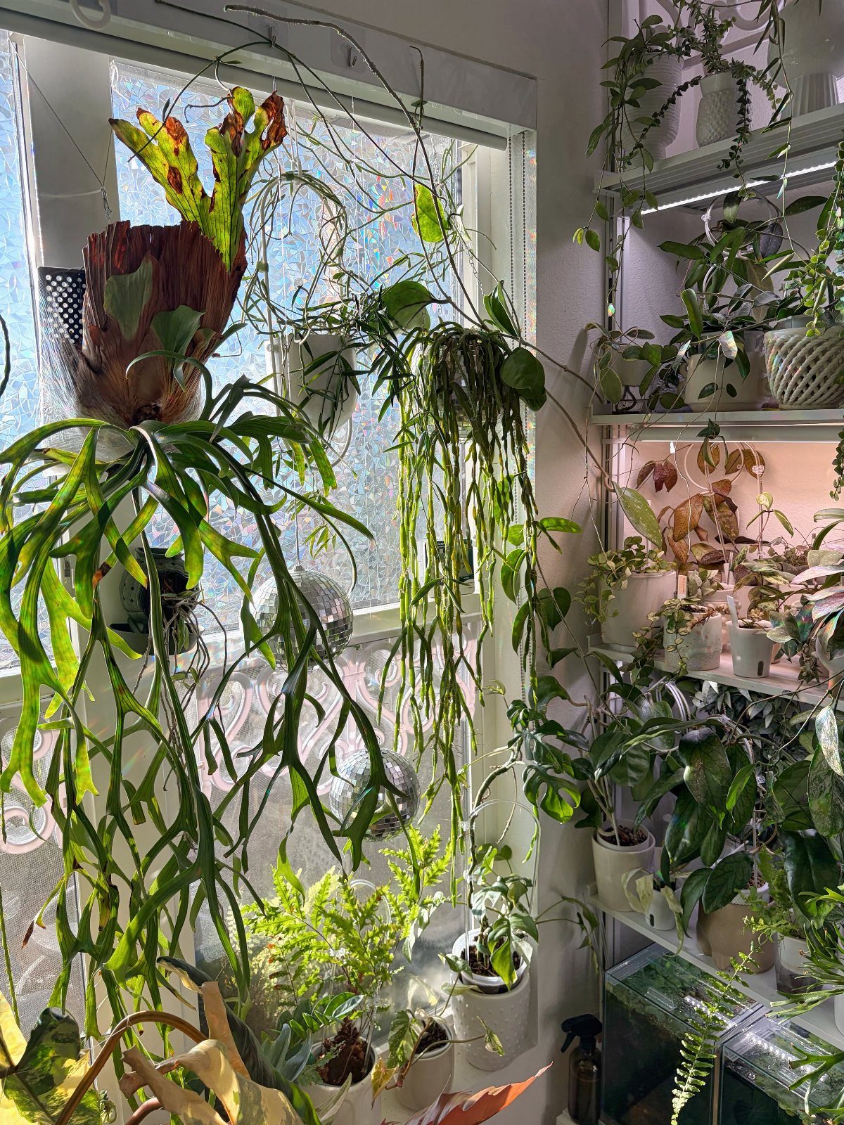 11 Indoor Green House Room Ideas for Every Budget 9 Green houseplants and hanging vines arranged on shelves near a bright window in a room.