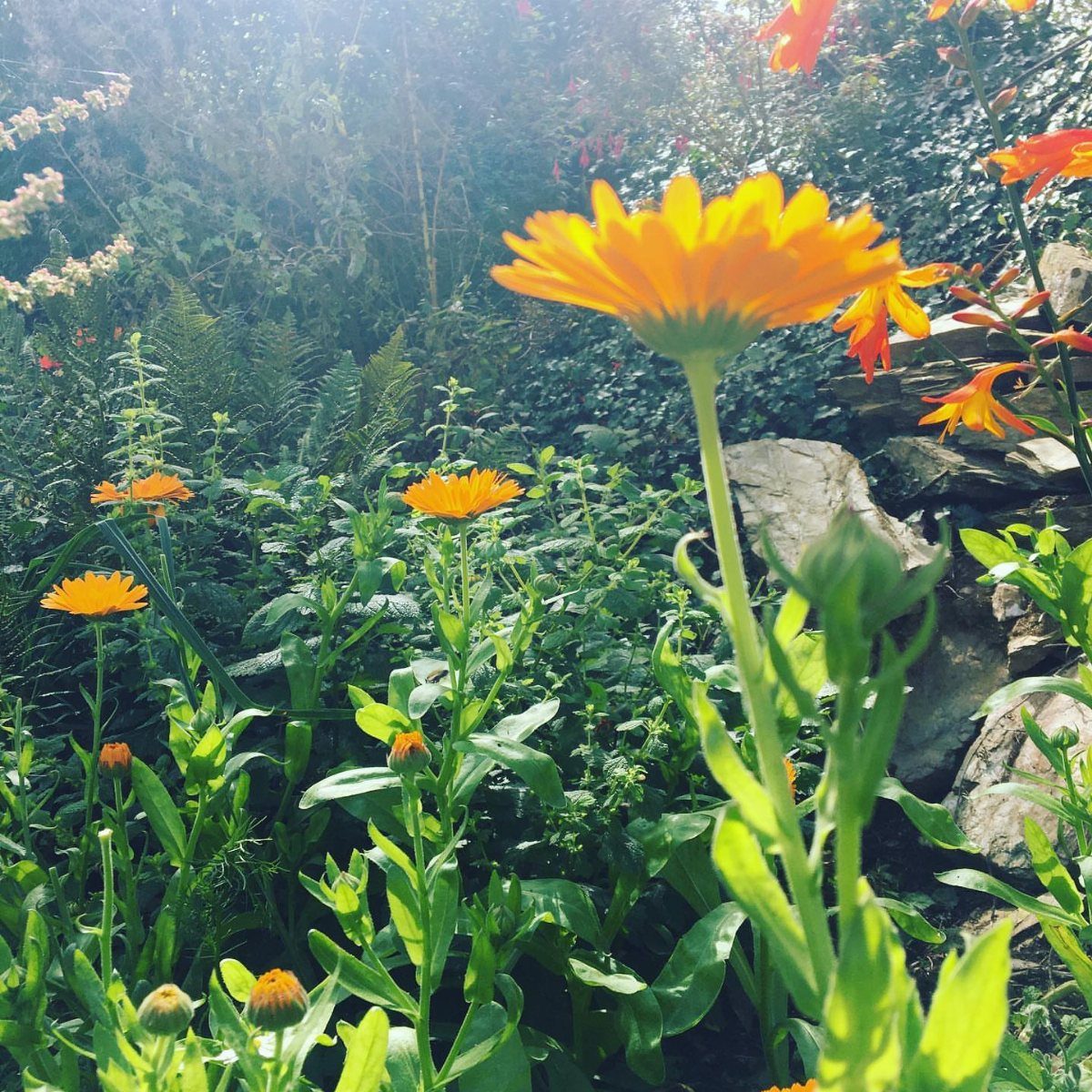 6 Medicinal Herbs to Grow for Self-Sufficient Remedies 2 Bright orange calendula flowers blooming in a sunlit, green garden setting with rocks.