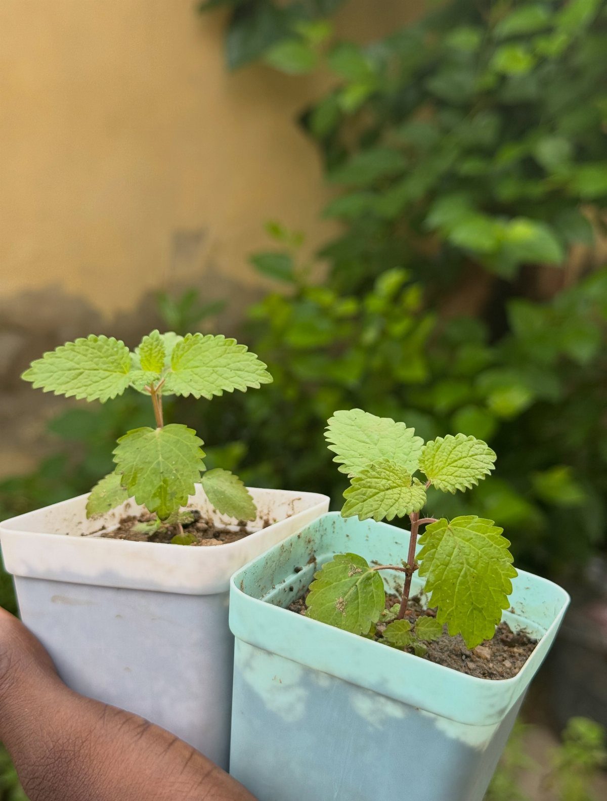 6 Medicinal Herbs to Grow for Self-Sufficient Remedies 1 Two small lemon balm seedlings in square plastic pots held by a hand.