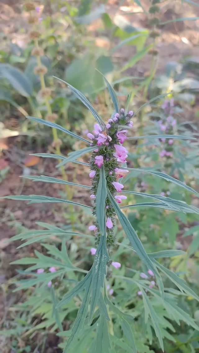 6 Medicinal Herbs to Grow for Self-Sufficient Remedies 5 Motherwort plant with narrow green leaves and small purple flowers growing in a garden.