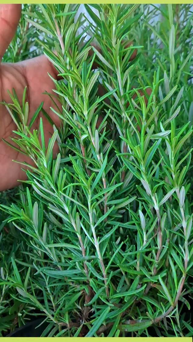 6 Medicinal Herbs to Grow for Self-Sufficient Remedies 3 Green rosemary plant with needle-like leaves being touched by a person's hand.