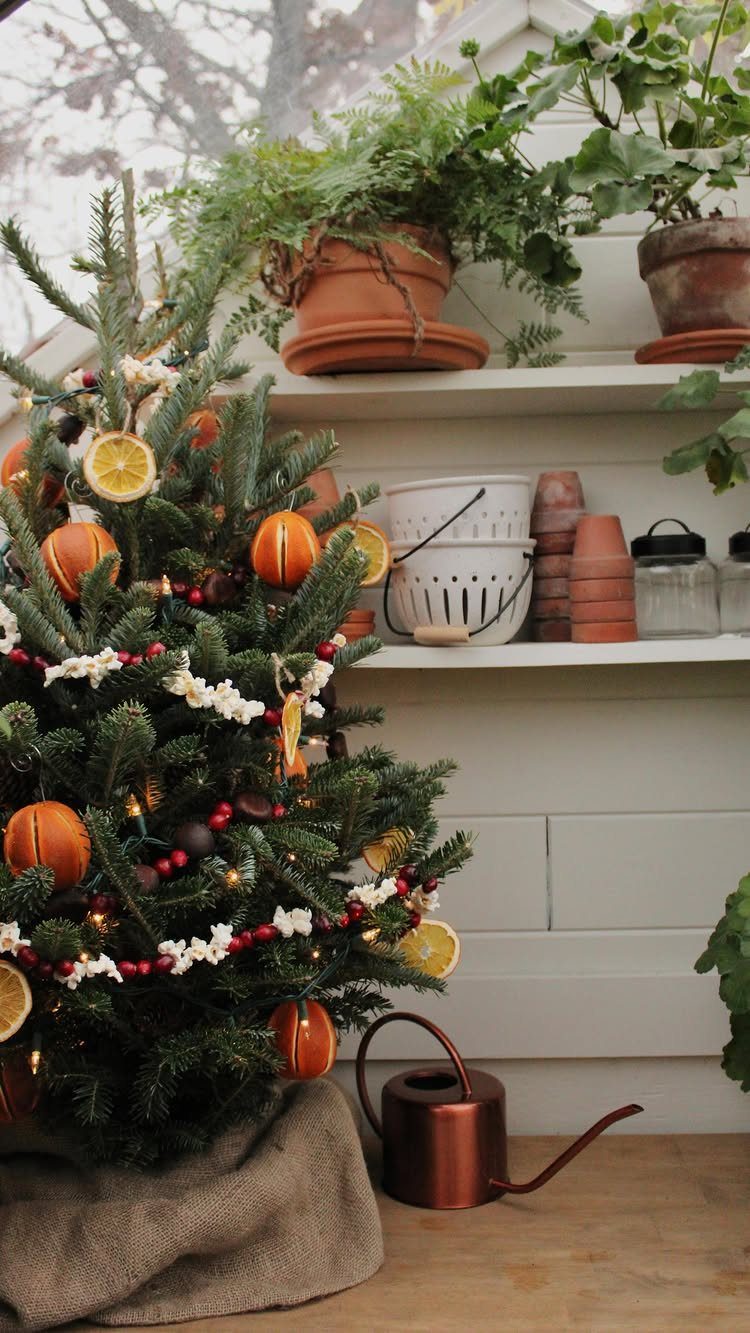 21 Most Beautiful Christmas Trees for Bold and Cozy Looks 8 Small Christmas tree decorated with dried orange slices and white berries in a greenhouse setting.