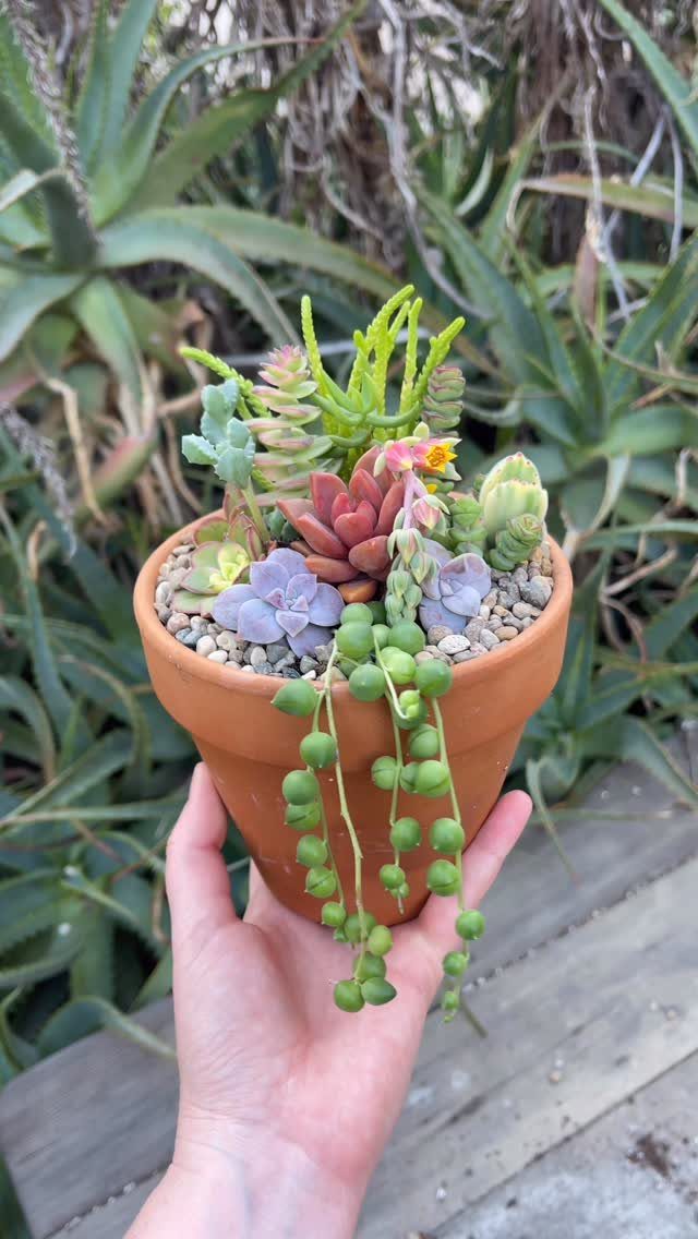 20 Plant Pot Ideas for Outdoor Spaces That Actually Work 9 A hand holding a terracotta pot filled with various colorful succulent plants outdoors.