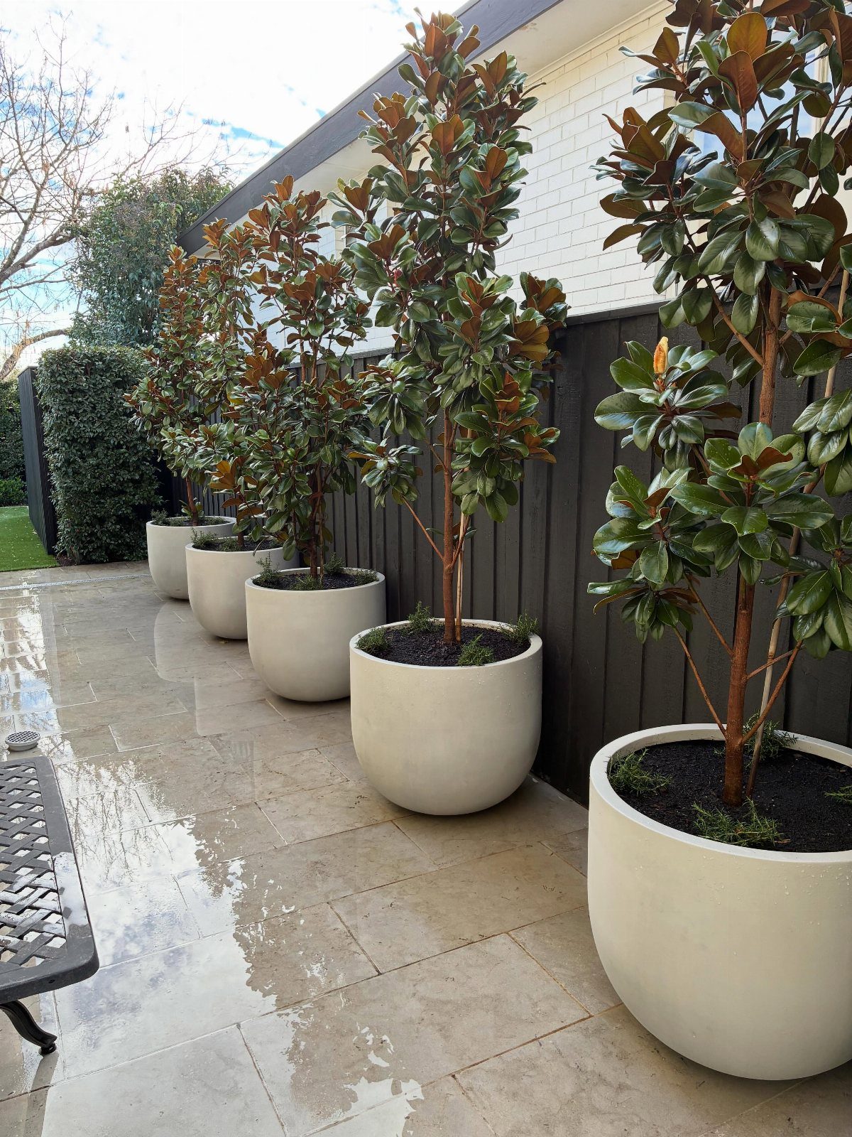 20 Plant Pot Ideas for Outdoor Spaces That Actually Work 11 Four large white cylindrical planters with small magnolia trees lined up on a wet stone patio.