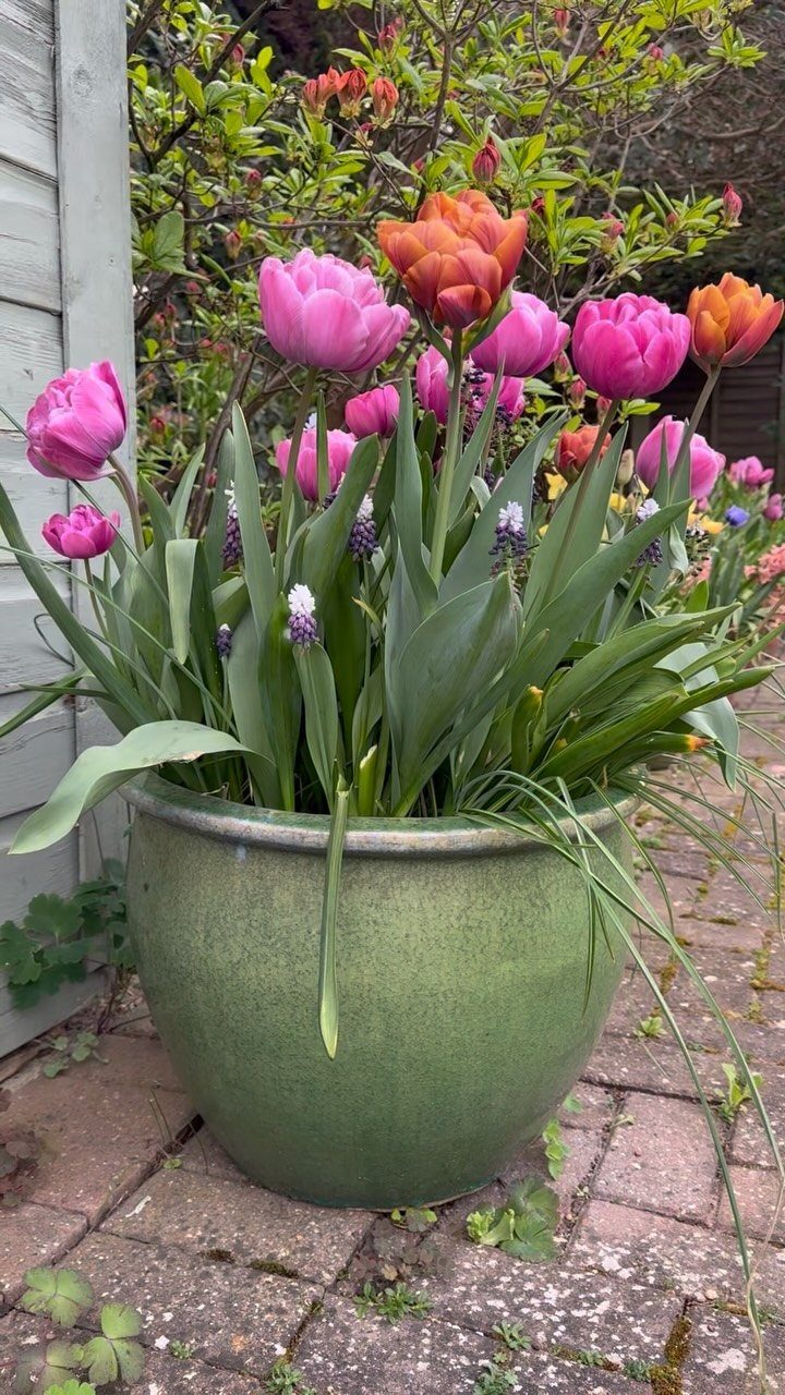 20 Plant Pot Ideas for Outdoor Spaces That Actually Work 18 Pink and orange tulips with purple grape hyacinths growing in a large green ceramic planter.